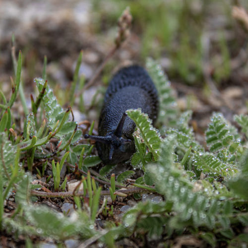 Lesma Solitária