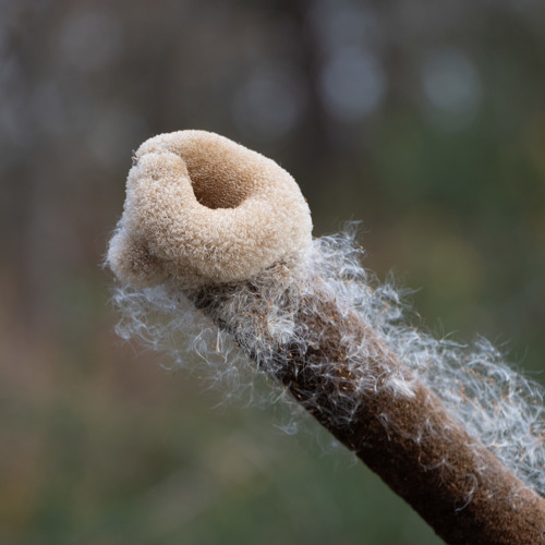 Typha latifolia L.