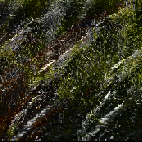 onde o tempo repousa