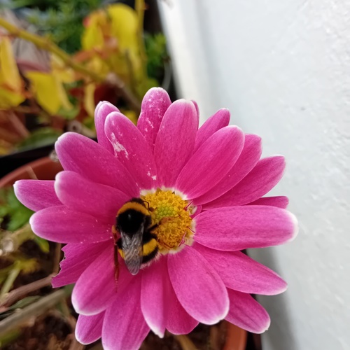 Margarida com uma abelha a dormir