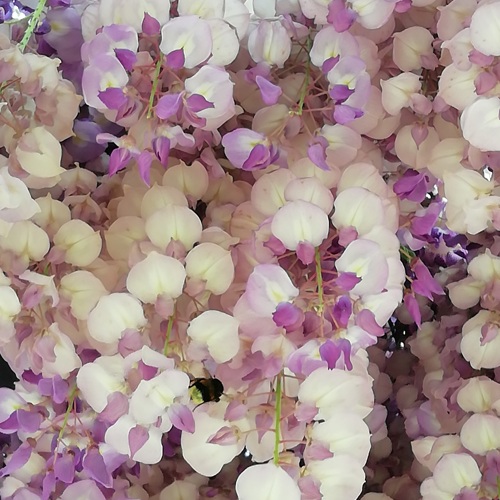 Abelha à janela em flor...